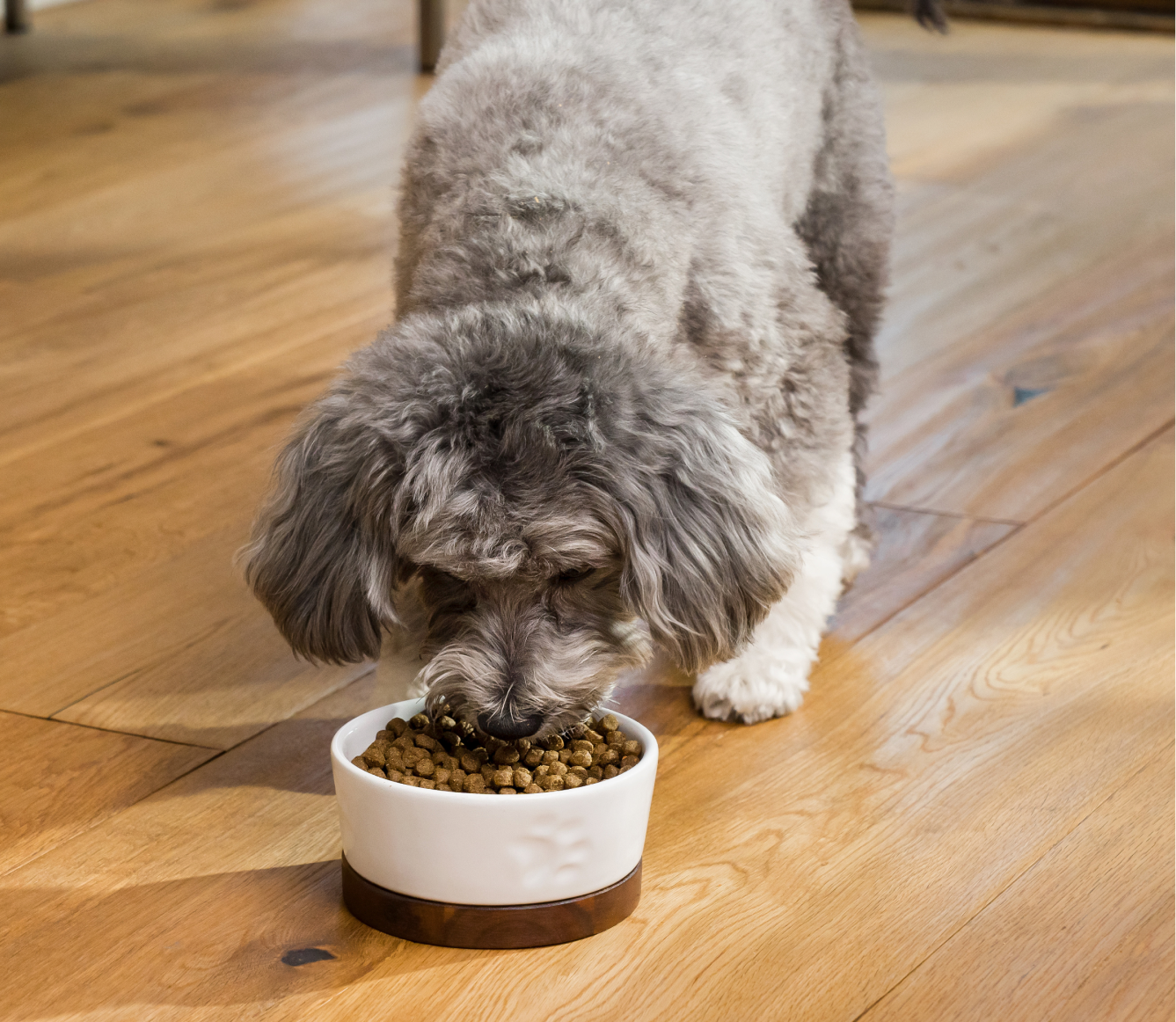 Pasture-Raised Lamb Grain-Free Dog Kibble