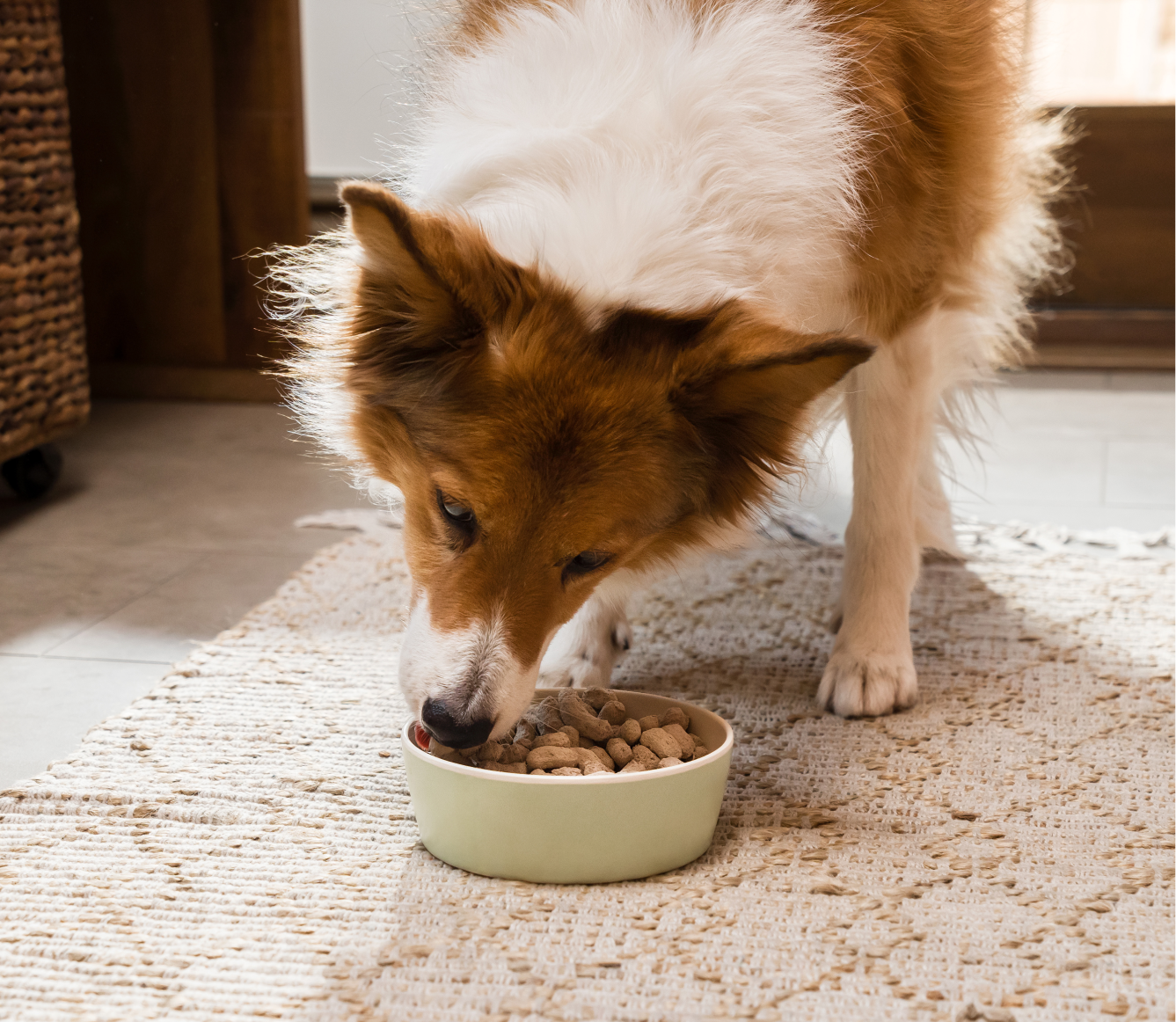 Turkey Freeze-Dried Raw Dog Food Topper Open Farm