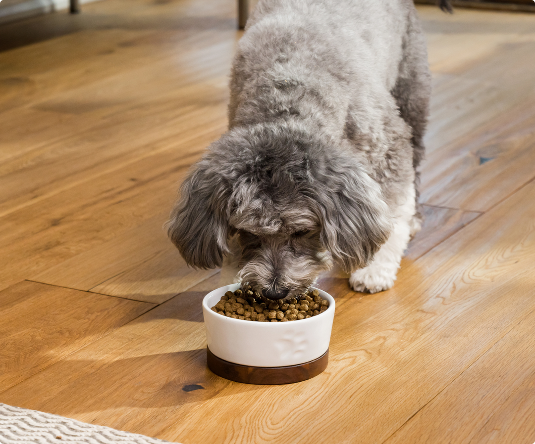 Grain-Free Whitefish Dry Dog Food Premium Fish Protein Open Farm