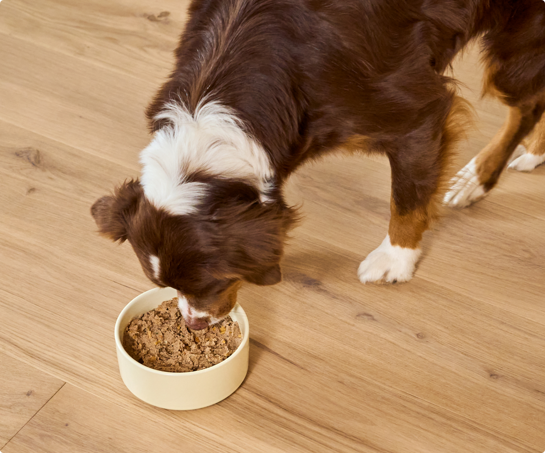 Kind Earth Plant Recipe with Ancient Grains for Dogs Open Farm