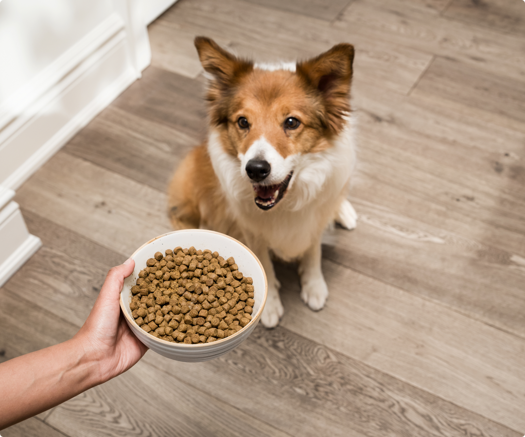 Dog Food With Healthy Grains Healthy Grains Real Beef Brown Rice