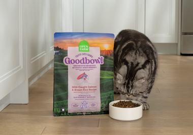 Grey cat eating a bowl of kibble next to the bag. 