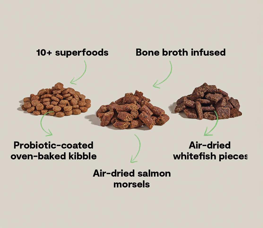 Epic Blend Salmon & Superfood Dry Dog Food