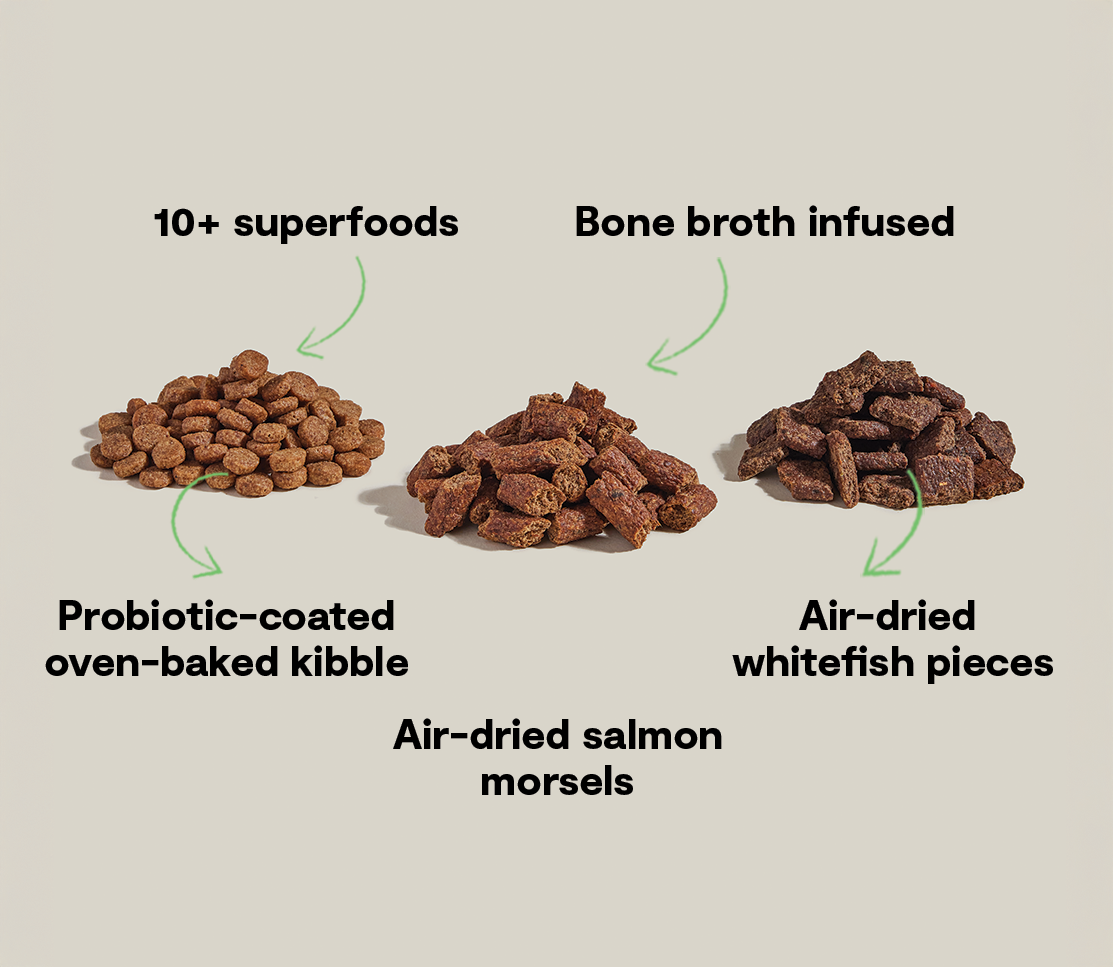 Epic Blend Salmon & Superfood Dry Dog Food