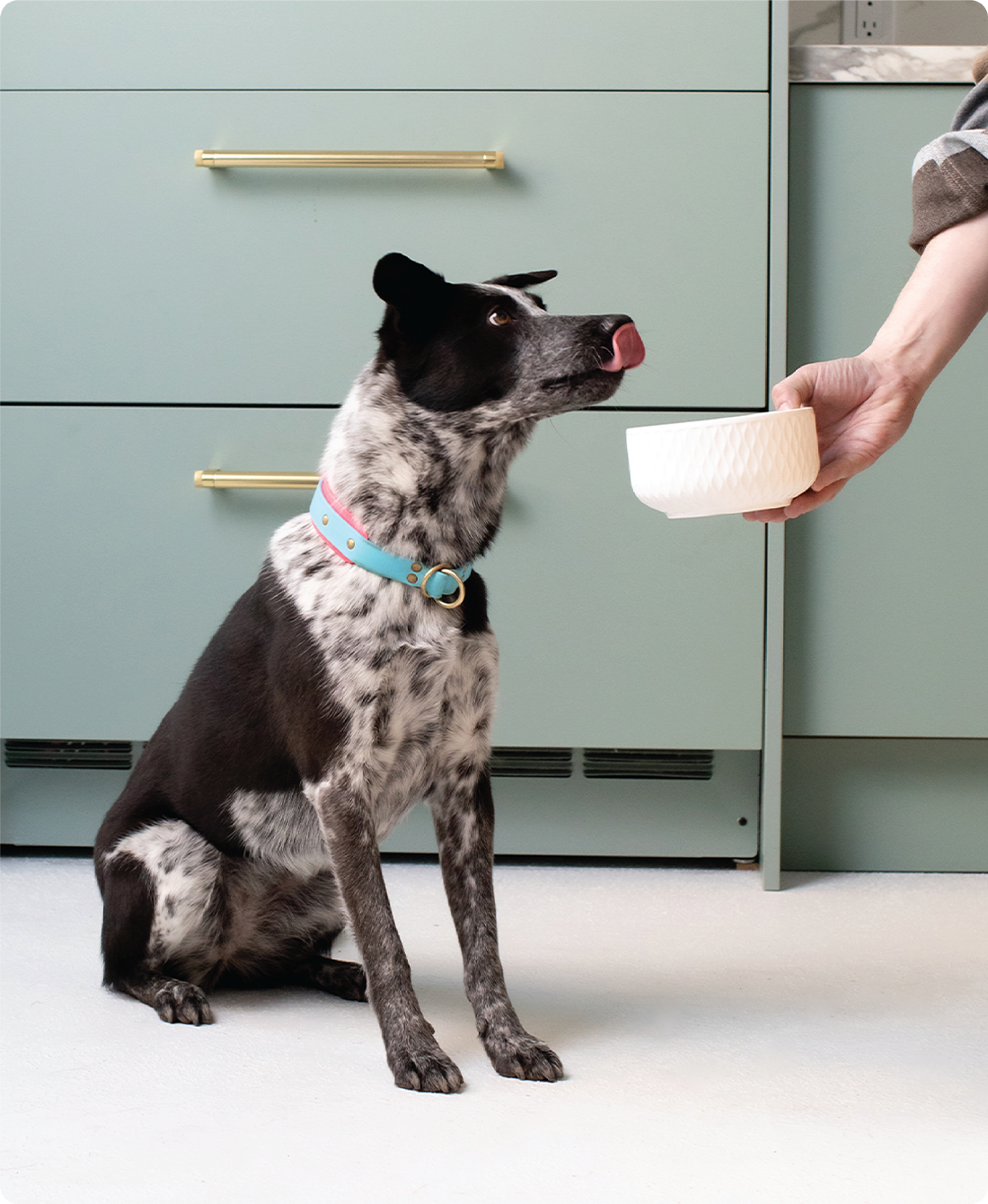 Senior Grain-Free Dry Dog Food – Open Farm