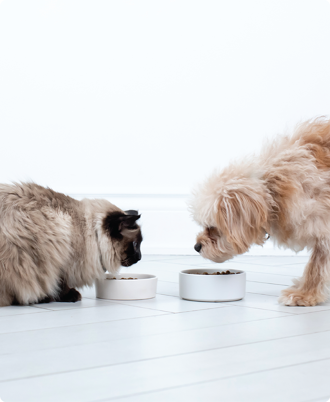 Grass-Fed Beef Bone Broth For Cats