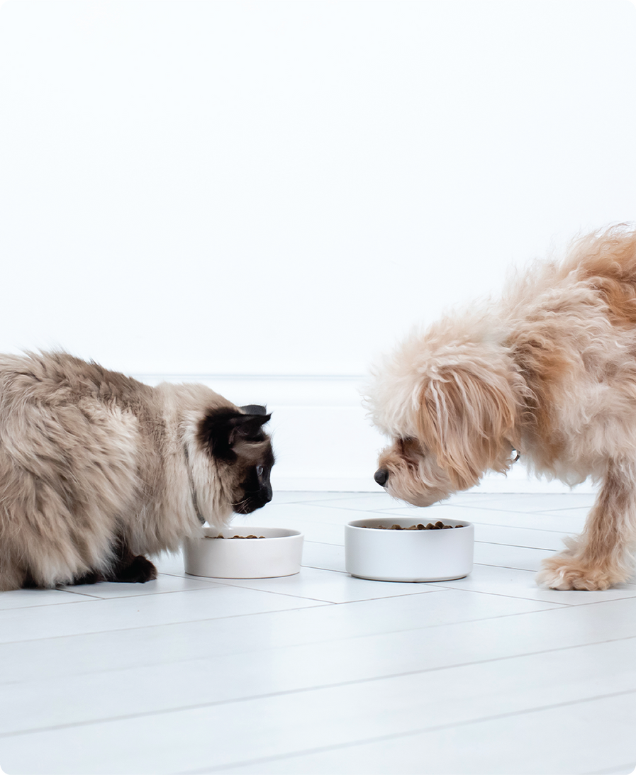 Grass-Fed Beef Bone Broth For Cats