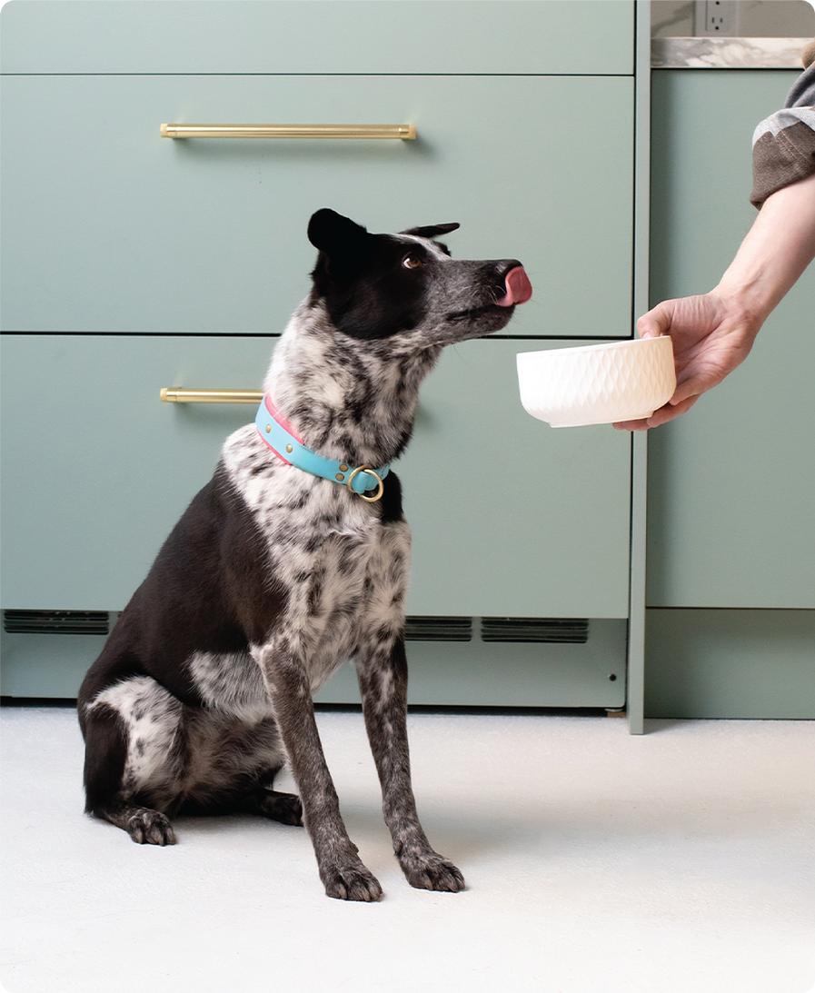 Pasture-Raised Lamb & Ancient Grains Dry Dog Food