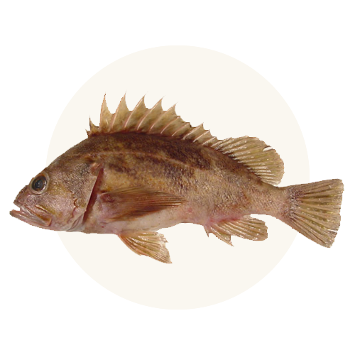 Wild-Caught Rockfish