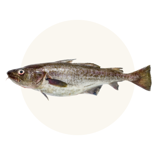 Wild-caught Icelandic cod skins