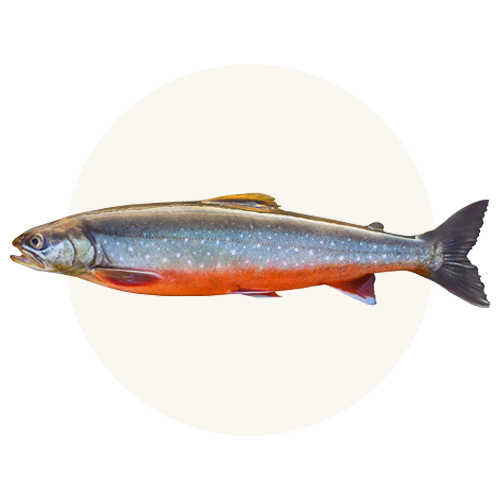 Arctic Char