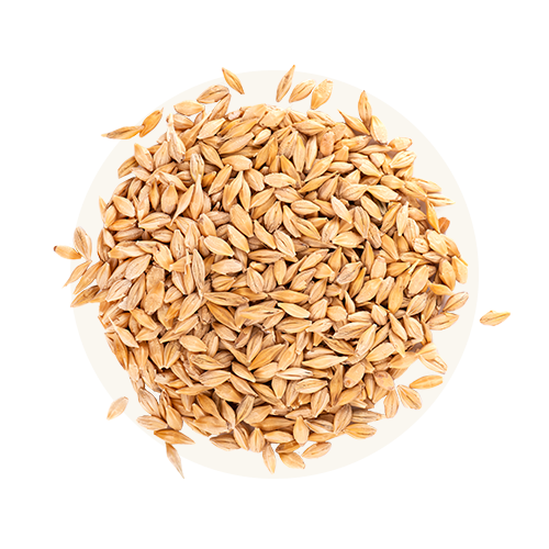 Barley