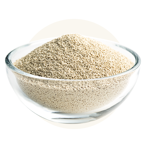 Dried Yeast