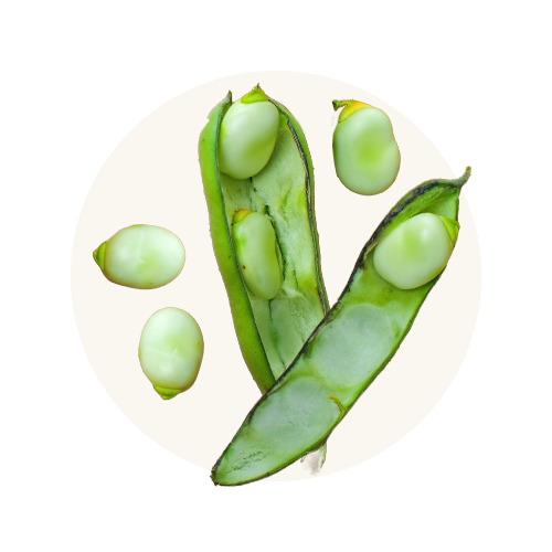 Fava Beans