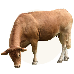 Humanely Raised Beef