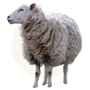 Humanely Raised Lamb