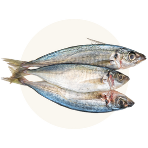 Ocean Wise® Recommended Mackerel