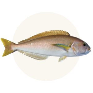 Wild-caught seasonal ocean whitefish