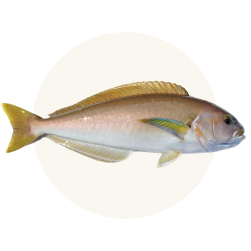 Wild-caught whitefish