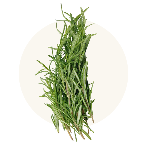 Rosemary Extract