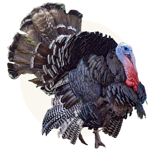 100% Animal Welfare Certified Turkey