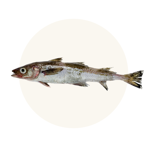 Wild-Alaskan Pollock