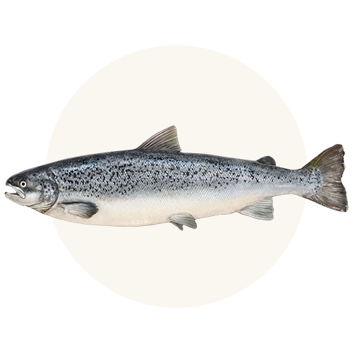 Salmon