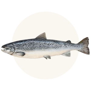 Salmon