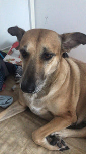 Pepinha