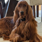 Ellie