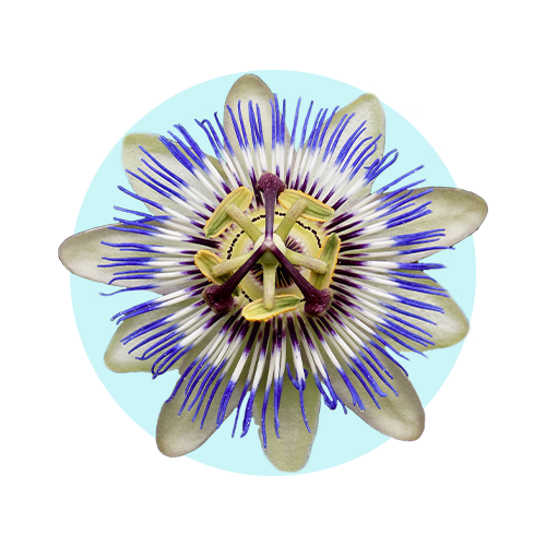 Passion Flower