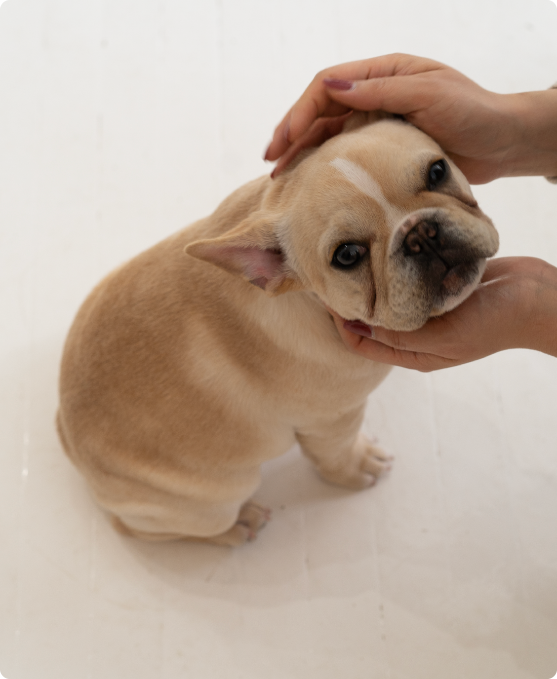 Puppy Gently Cooked Recipe