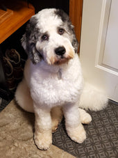 Murphy