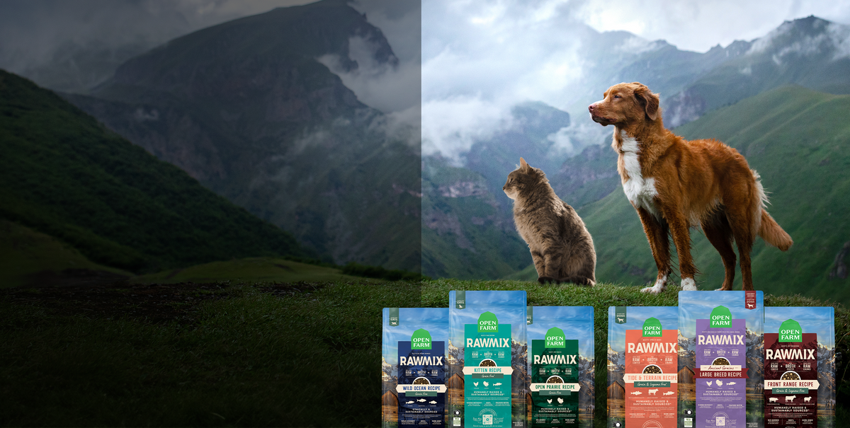 Best Raw Mix Dog Food: Ultimate Guide for Healthy Pets