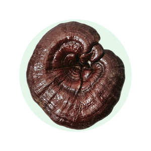 Reishi Mushroom