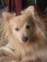 Wolfie
