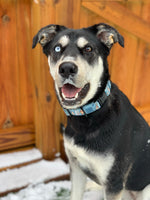 Roo