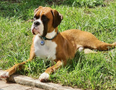 Roscoe
