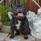 Sosa