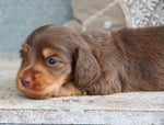 Jasper