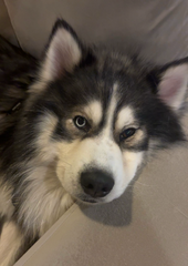 Koda