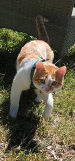 Link