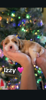 Izzy