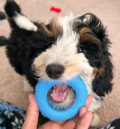 Banjo