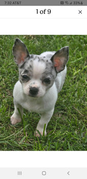 Daisy Mae