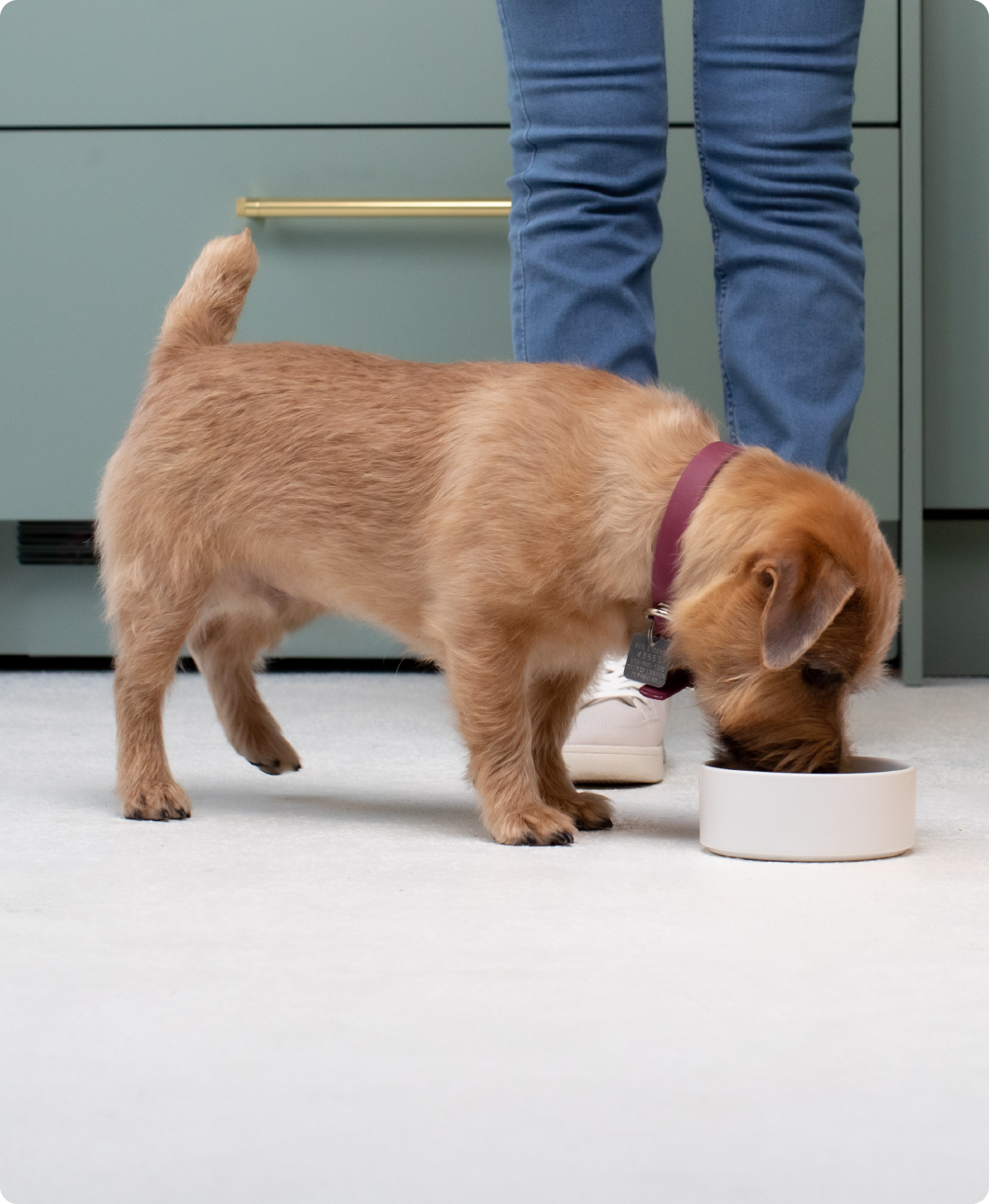 Small Breed Grain-Free Dry Dog Food