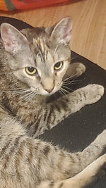 Cemmy