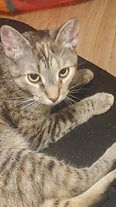 Cemmy