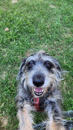 Willow