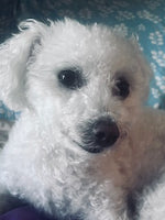 Snowball